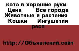 кота в хорошие руки › Цена ­ 0 - Все города Животные и растения » Кошки   . Ингушетия респ.
